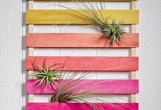 4PF - ombre stained air plant display
