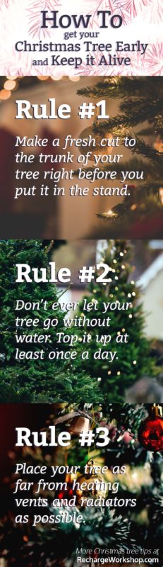 how to keep your Christmas tree alive